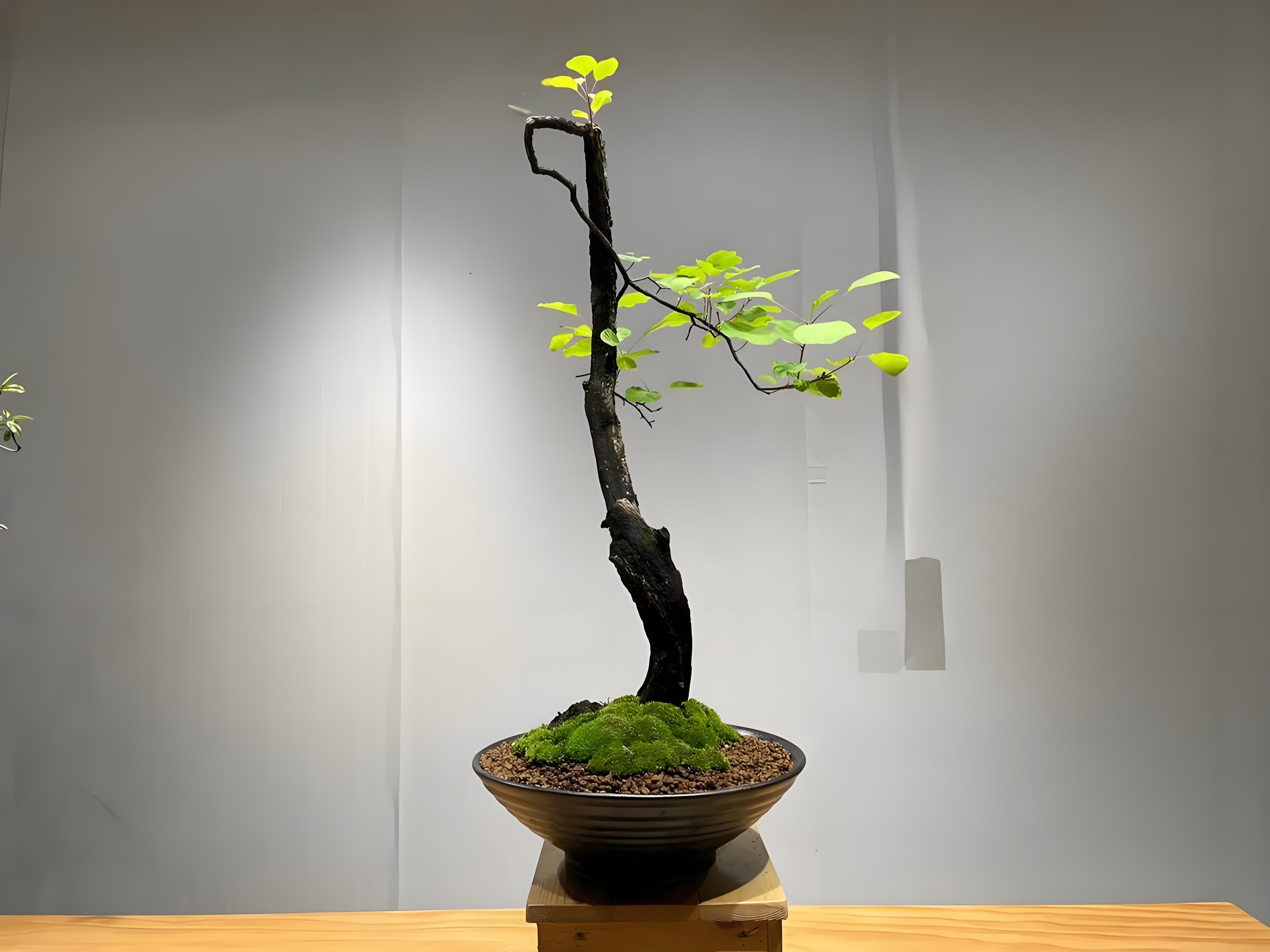 香山红叶黄栌盆景（室内外可摆放)