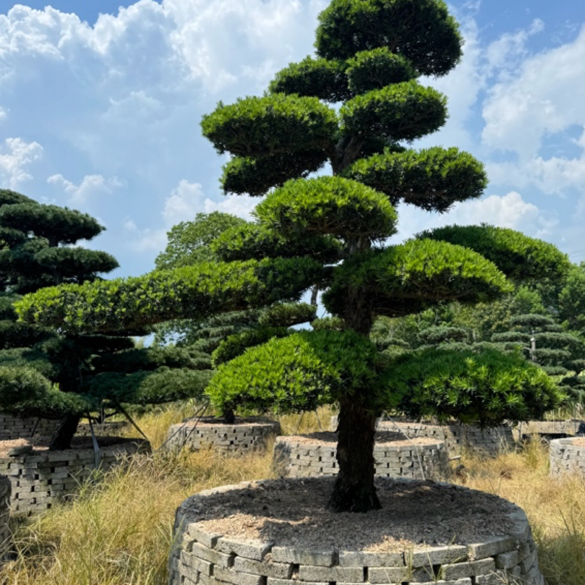 地景盆景造型罗汉松（一物一拍）