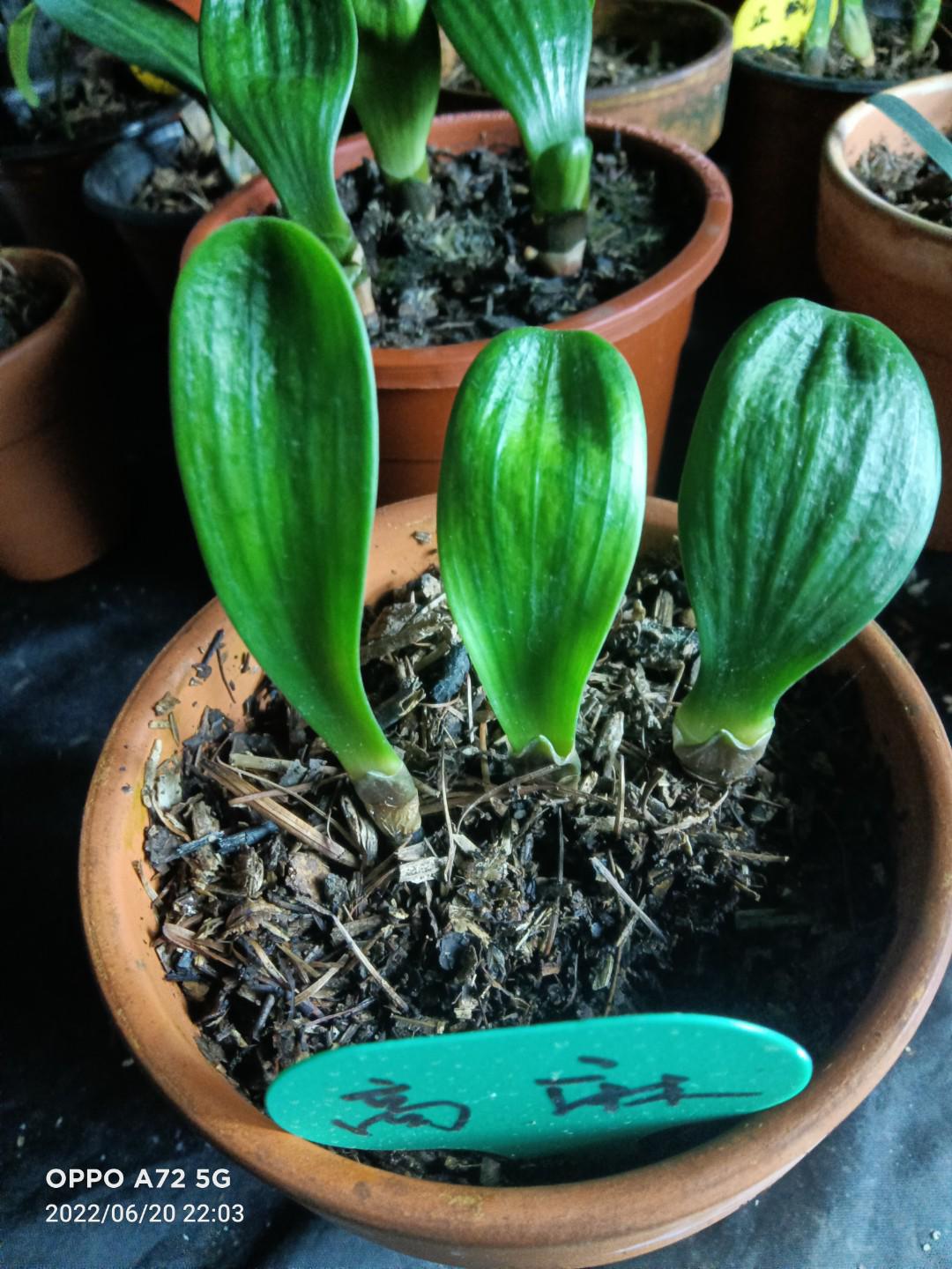 一年生精品君子兰