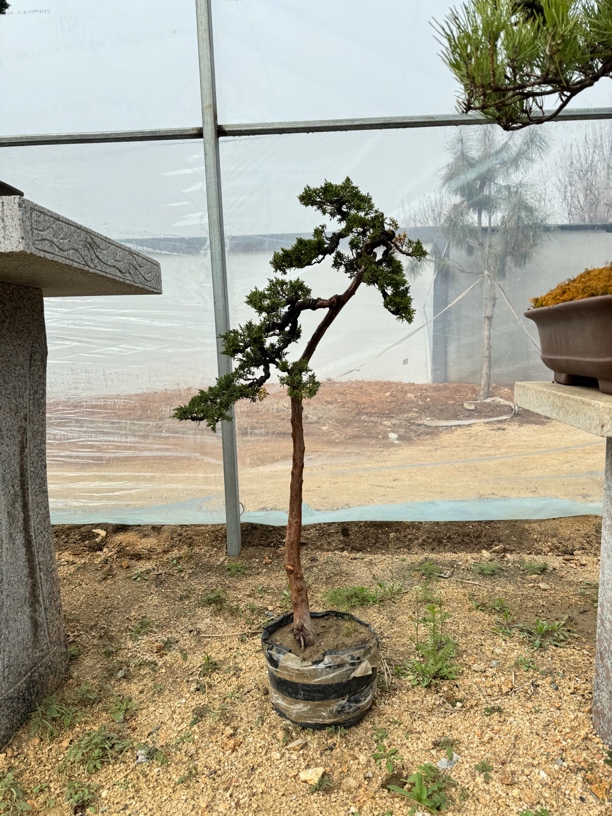 青岛合园 济州真柏盆景