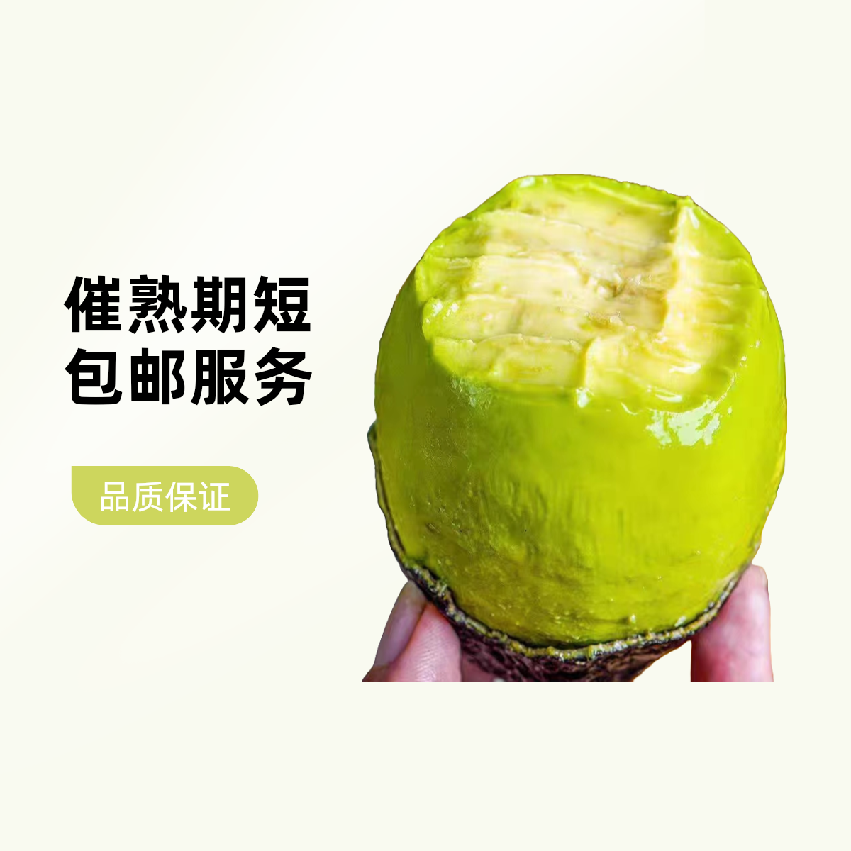 【达吾水果】精品牛油果大果10枚