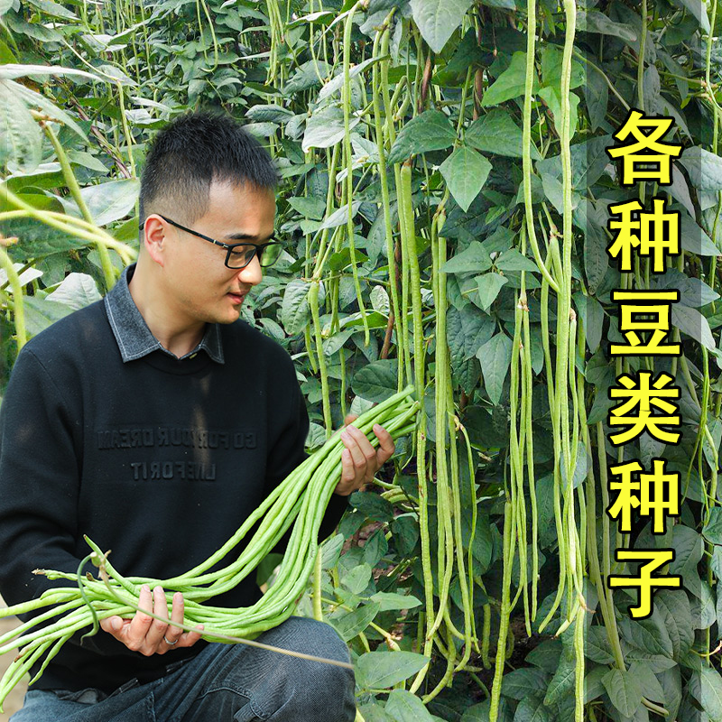 各种豆角种子大全长豆角豇豆四季豆芸豆蔬菜眉豆无架油豆四季高产