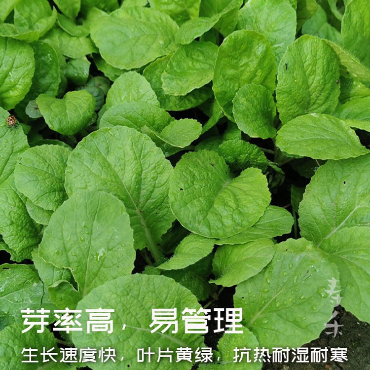 小白菜种子种籽夏季盆栽蔬菜芽苗菜四季青菜鸡毛菜秋季孑菜子种