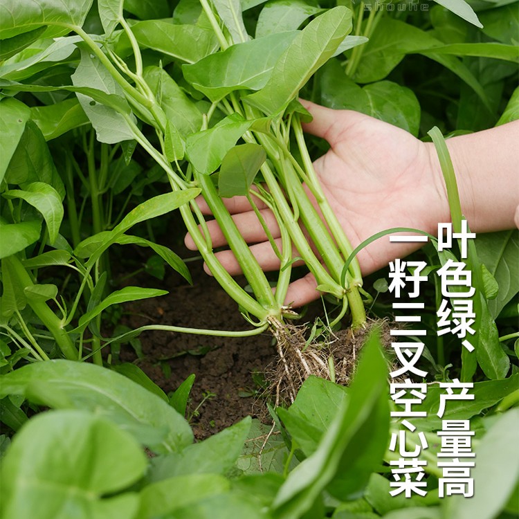 空心菜种夏季子各种空心菜种子阳台盆栽四季大田种植小院地栽