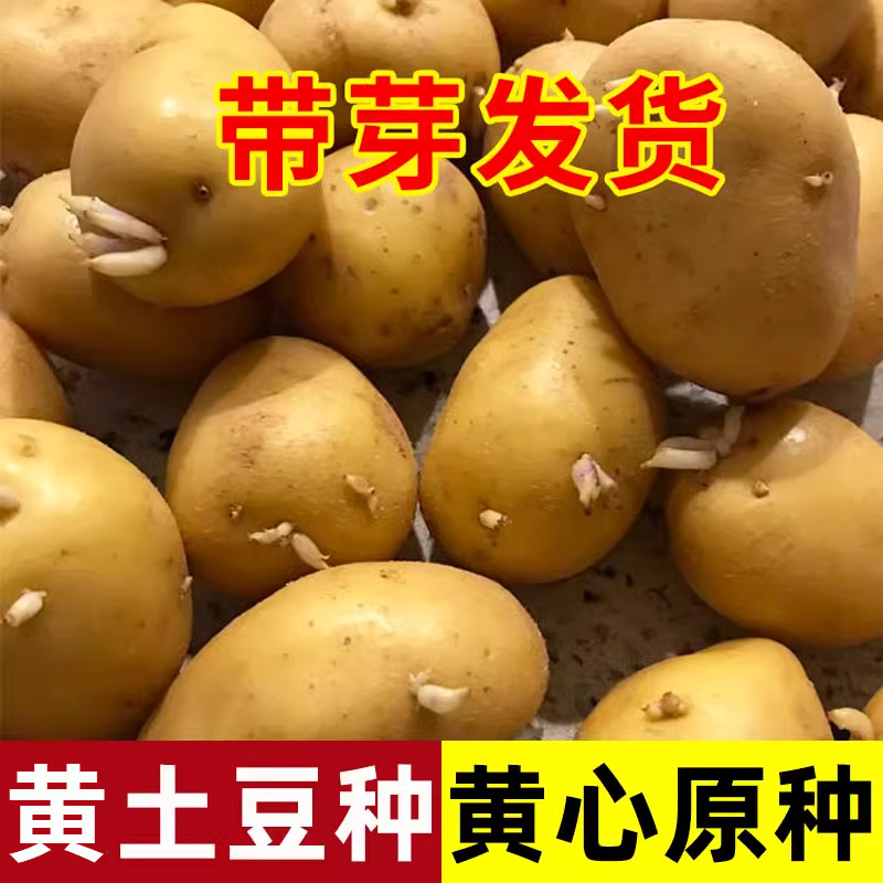 土豆种子黄金薯红皮土豆黑土豆种子春秋种子盆栽地栽黄心蔬菜种子