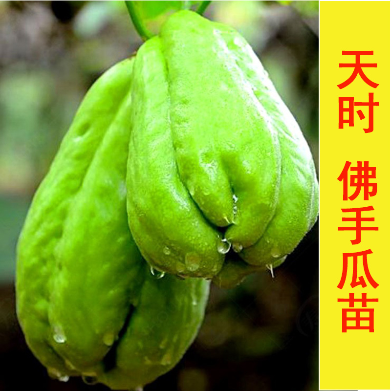 发芽佛手瓜种子种籽苗秧带芽扶手瓜龙须菜孑子种植秧苗瓜苗种瓜白