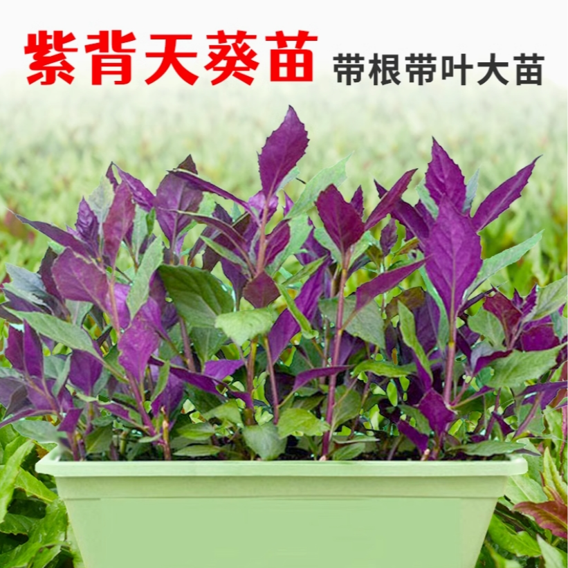 紫背天葵种子种籽苗红背菜紫四季孑蔬菜观音菜苗白血皮菜补血菜籽