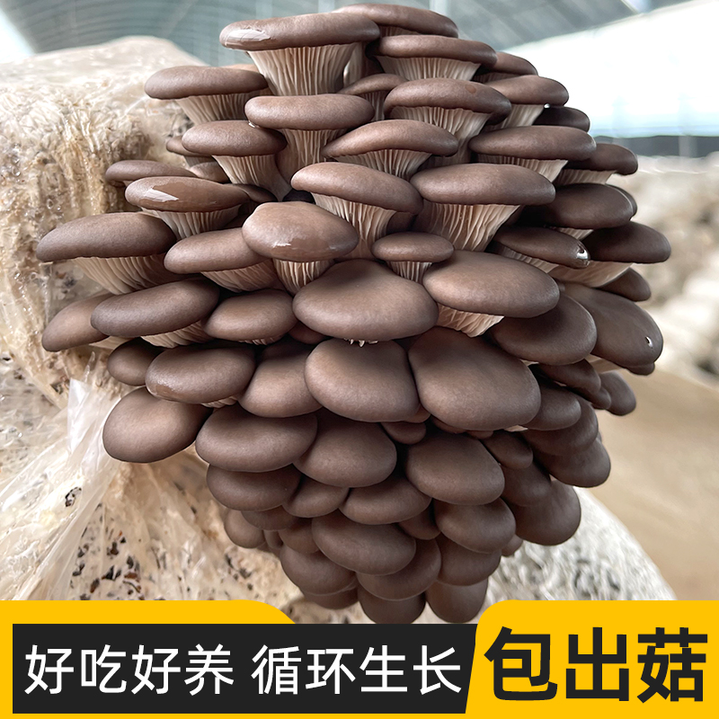 菌包灰平菇蘑菇包四季种植家庭种植美味蘑菇包