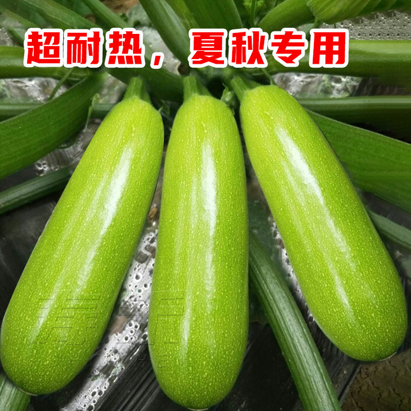 西葫芦瓠子瓜种子苗高产四季盆栽西胡芦蔬菜香蕉大全瓜孑瓜苗
