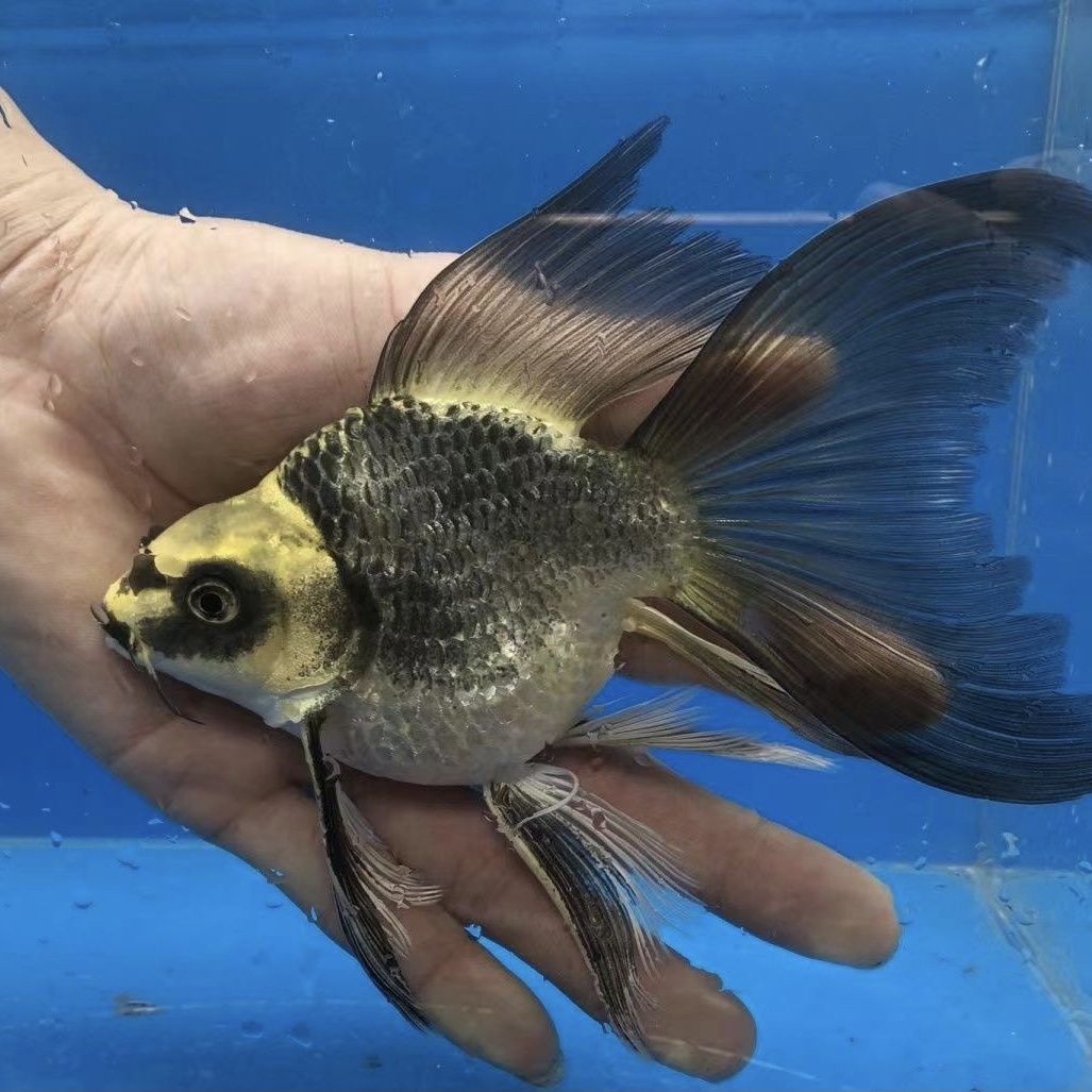 直播链接纯种熊猫蝴蝶鲤鱼长尾黄金蝴蝶鲤龙凤锦鲤鱼冷水鱼大尾巴