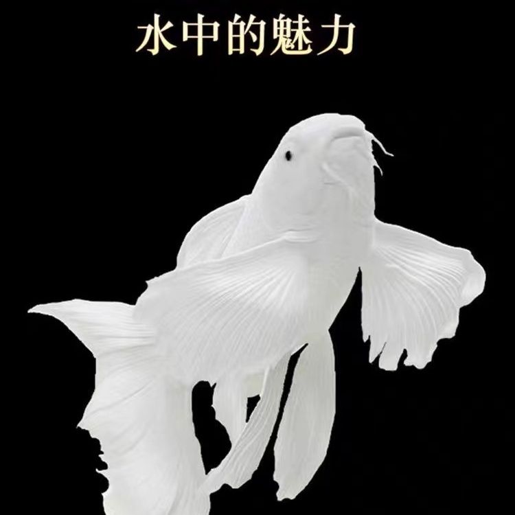 直播链接蝴蝶鲤球体球形贵妃蝴蝶锦鲤大尾巴冷水蝴蝶鲤观赏鱼