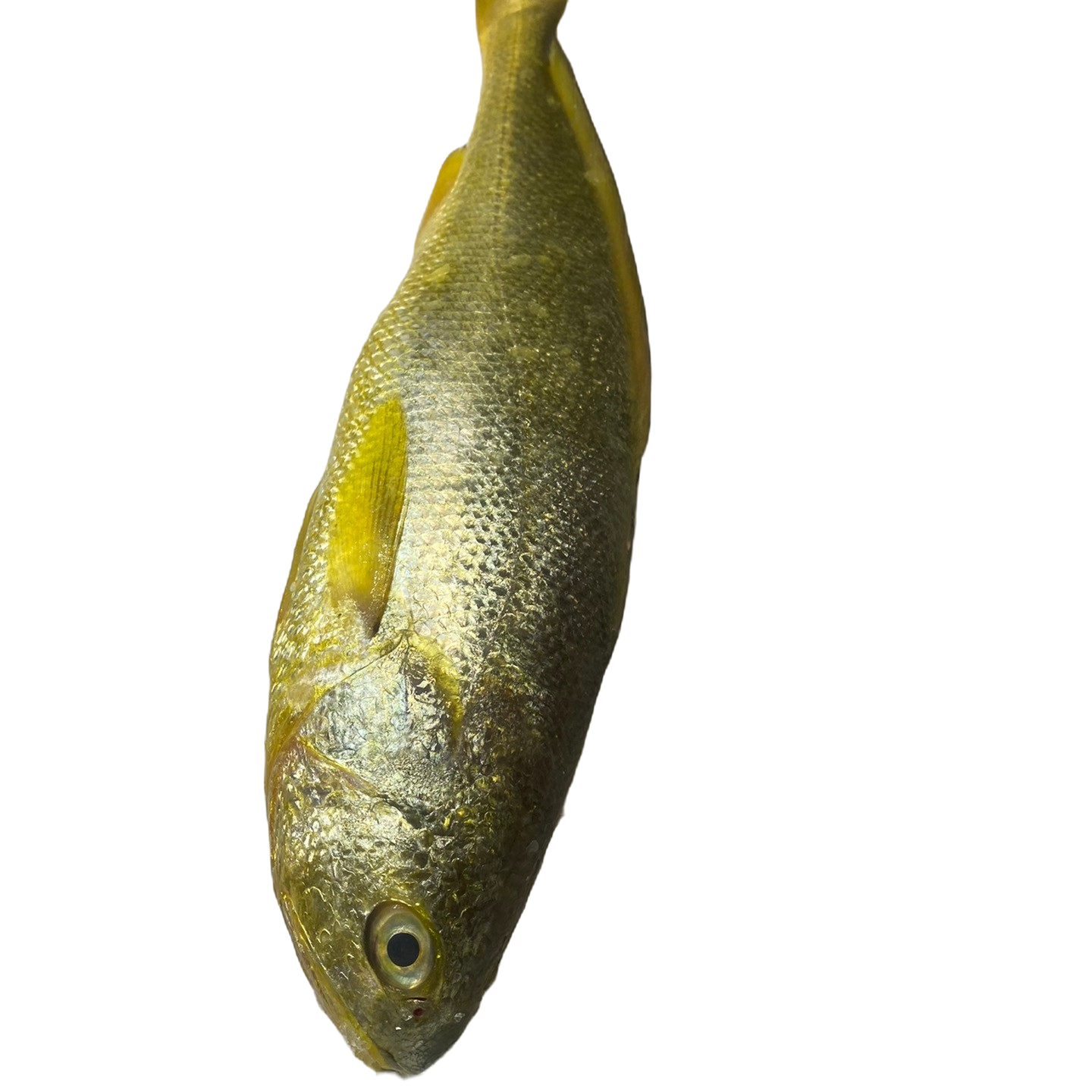 【 舟山海鲜】舟山野生大黄鱼现秤现卖链接