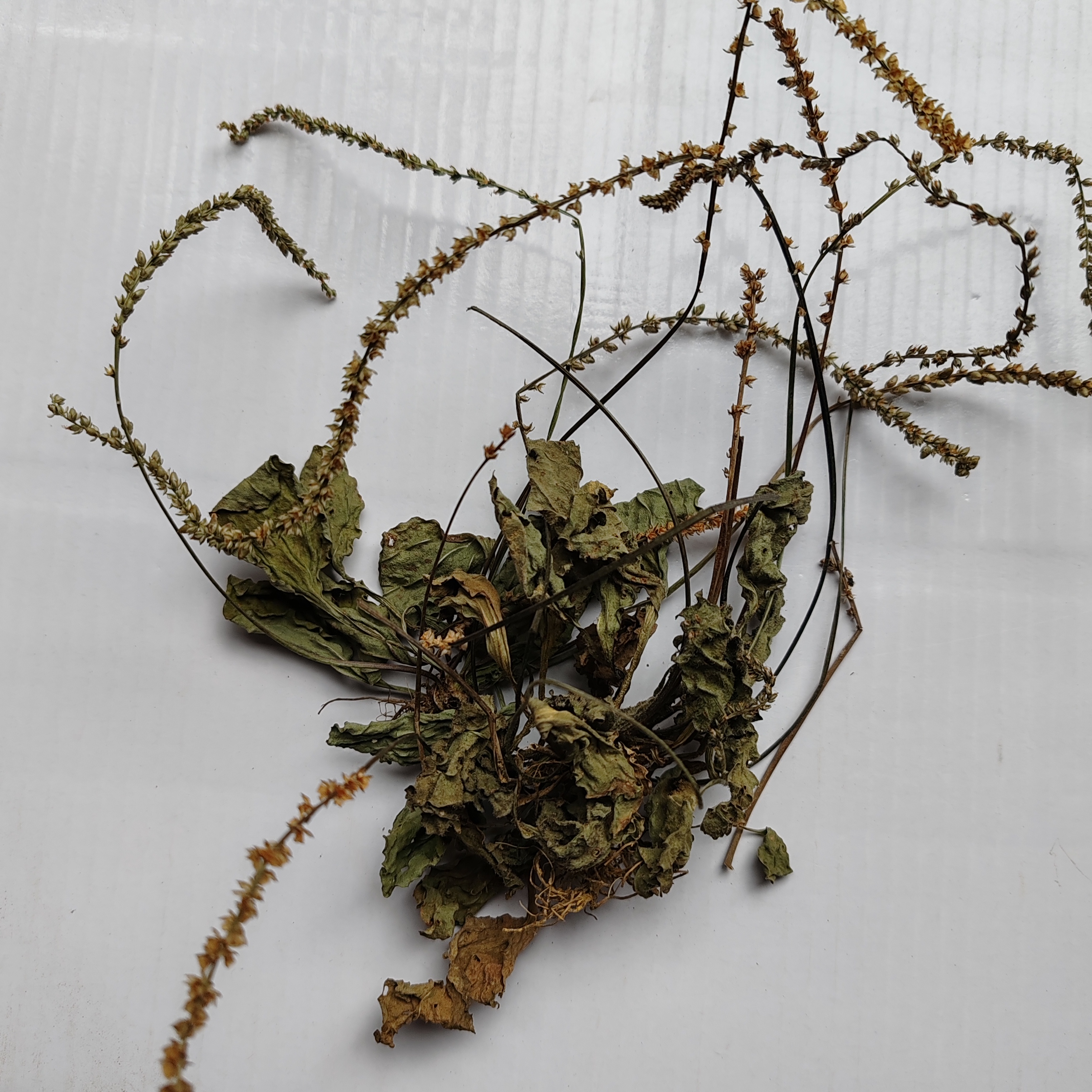 【佬乡山货】贵州野生（车，前草）500g包邮