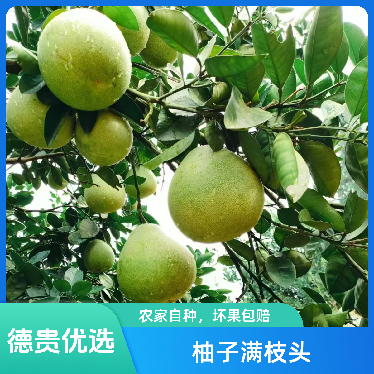 【直播间专属】安福金兰柚新鲜果园19.5大果现采现摘直发现采