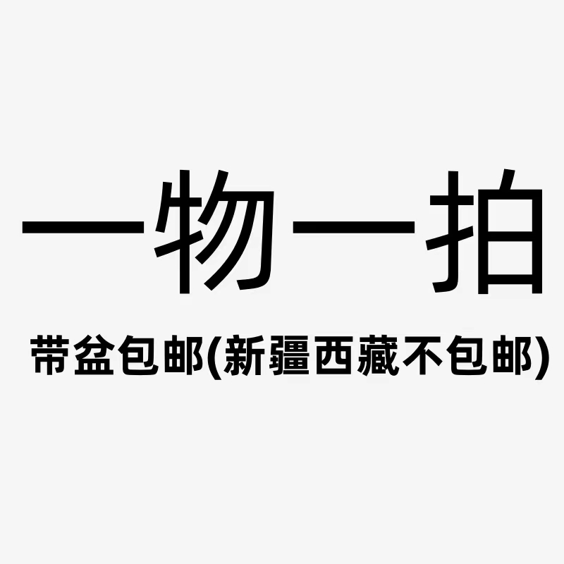 容易新手四季【一物一拍】松柏老桩造型盆景室内室外庭院绿植盆栽