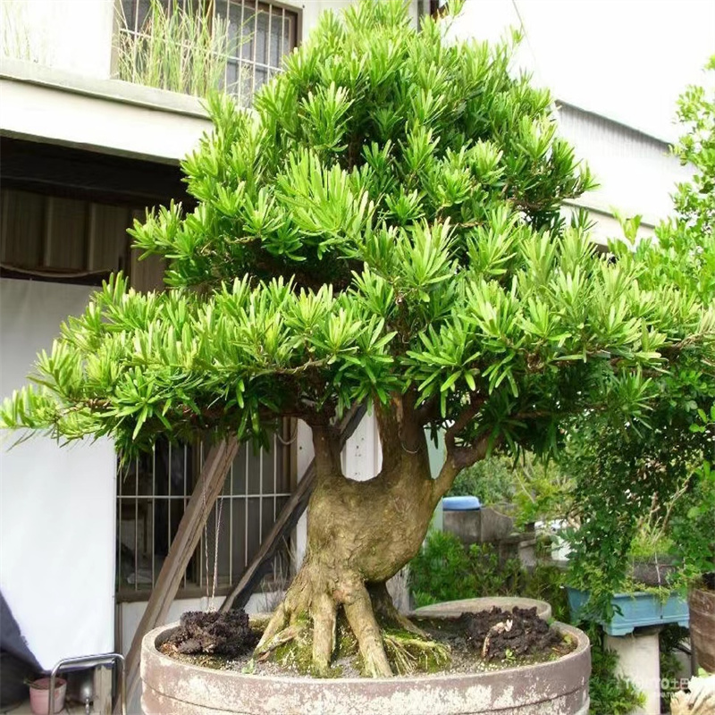 精品老桩盆景【一物一拍】松柏老桩室内室外养殖庭院花园地载盆载 