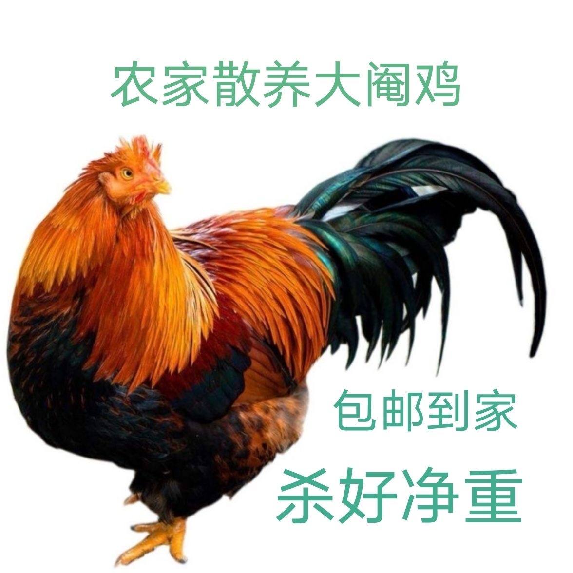 广西农家散养大阉鸡1只(杀好约4.9斤)新鲜生鲜冷链整只生鸡肉