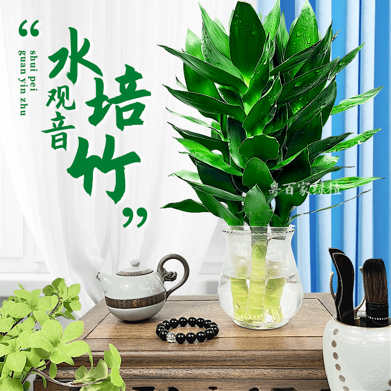 【新人特惠】观音竹富贵竹水培清新植物办公桌客厅盆栽轻奢绿植TG