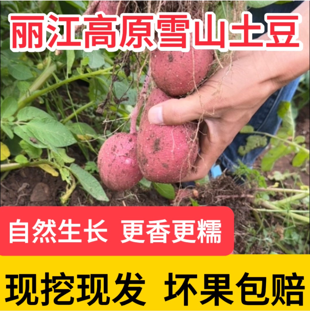 新鲜2025年现挖红皮黄土豆产地直发新鲜土豆红皮美味土豆