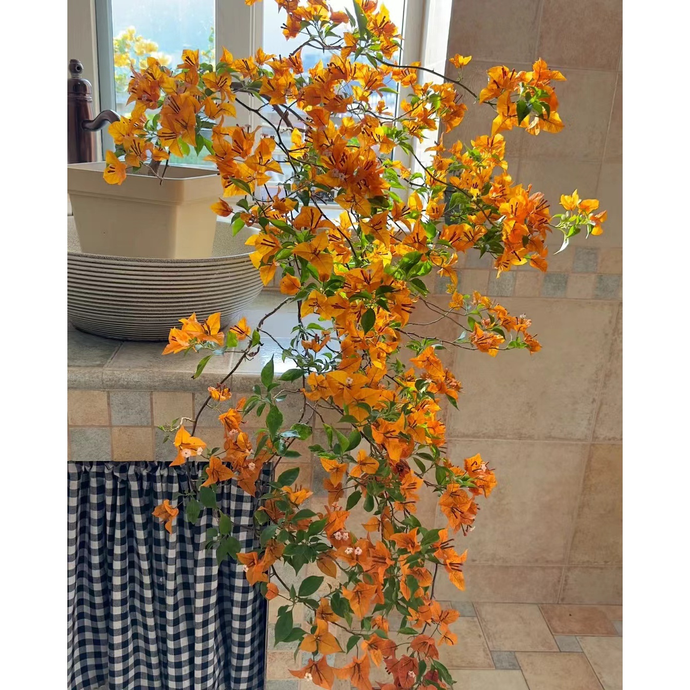橙桑巴·三角梅花四季勤花带盆带土阳台庭院观赏