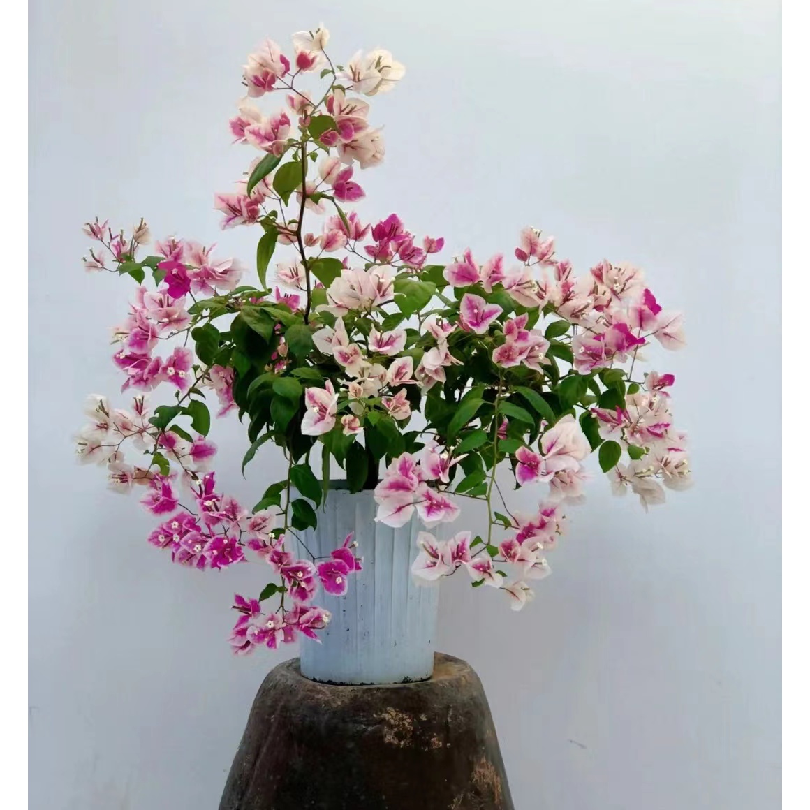 漳红樱·百变花蝴蝶三角梅花四季勤花粉白相见阳台庭院开花容易