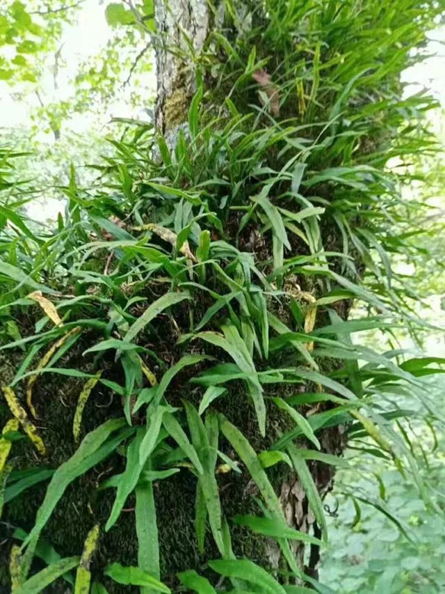 饶河深山小绿草100克包邮