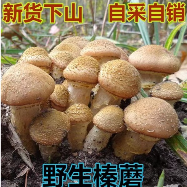 饶河野生榛蘑500克包邮