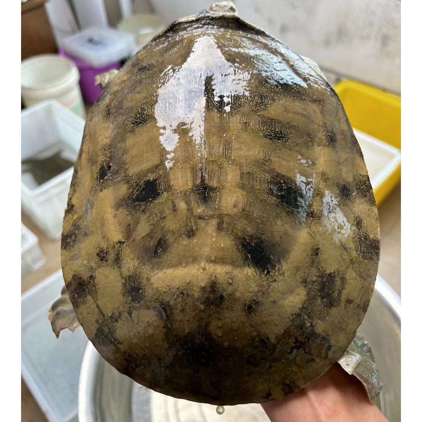 小妹儿活体乡村土甲鱼