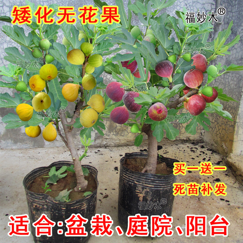 无花果树苗盆栽大果青皮结果地栽矮化阳台波姬红带土庭院种植