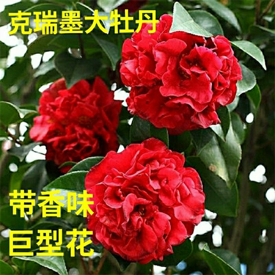 浓香型大花克瑞墨大牡丹茶花树苗带香味巨型大红花四季长青好养