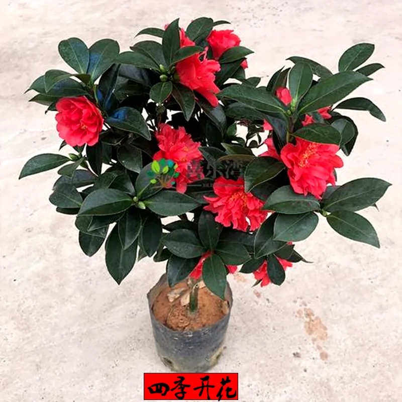 四季茶花夏日七星四季开花四季常绿红色重瓣大花室内庭院