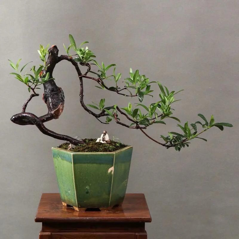 网红栀子花春话赤楠盆栽园艺一物一拍