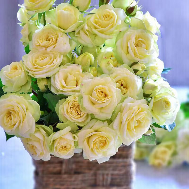 【奶油龙沙】大花浓香四季开花多头灌木月季小苗