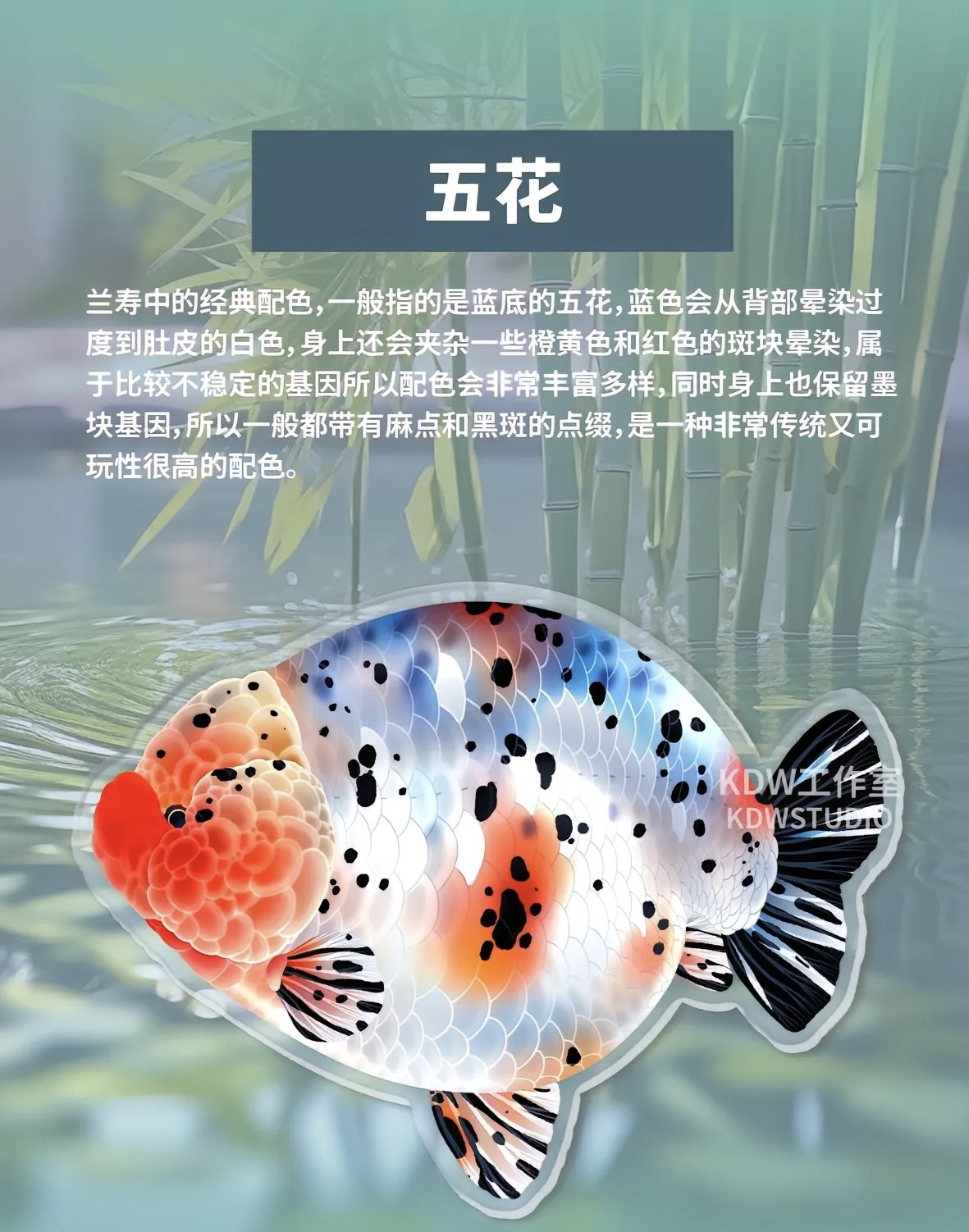 精品泰狮一鱼一拍