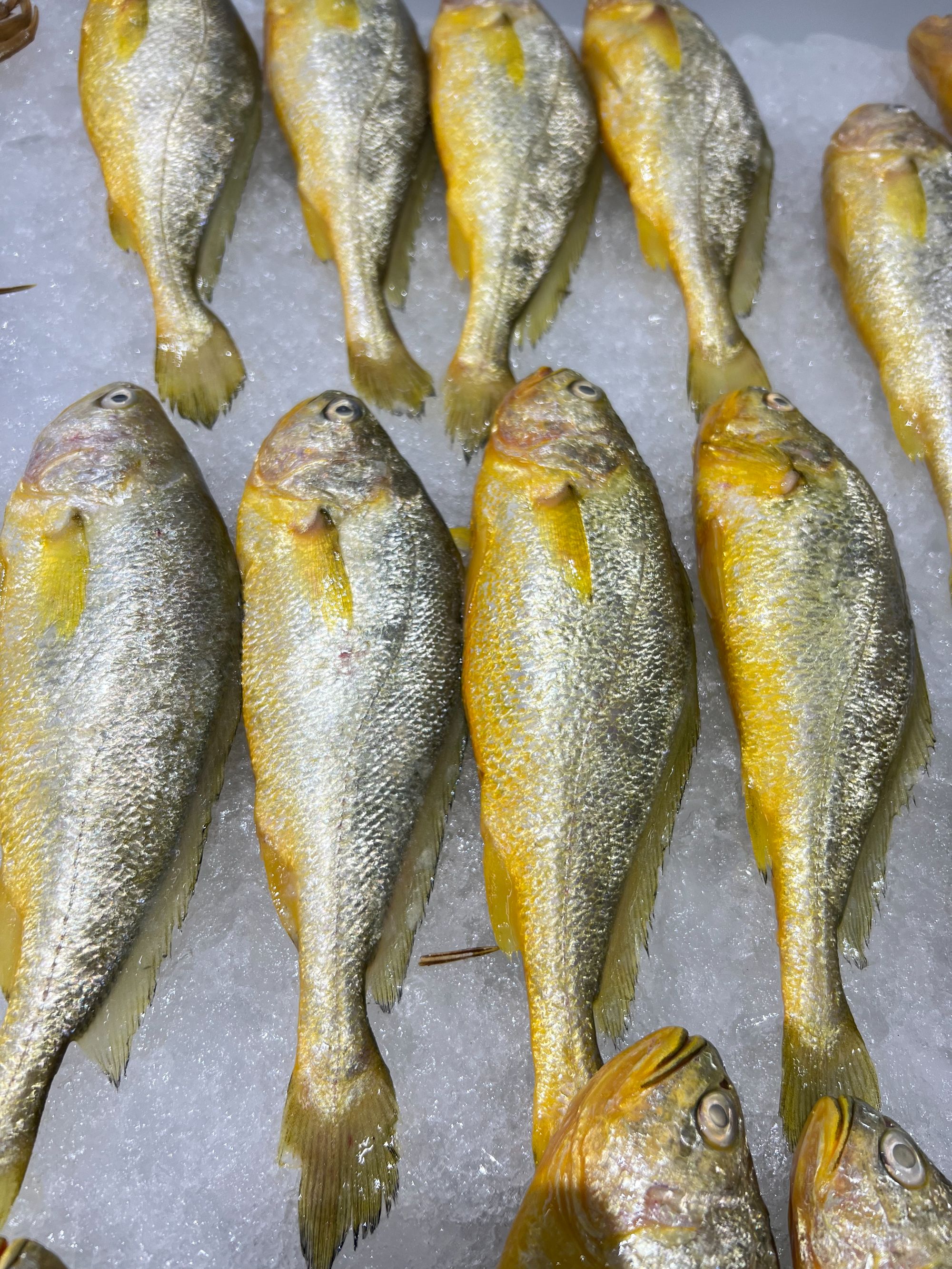 冰鲜黄花鱼/条 约200-250g