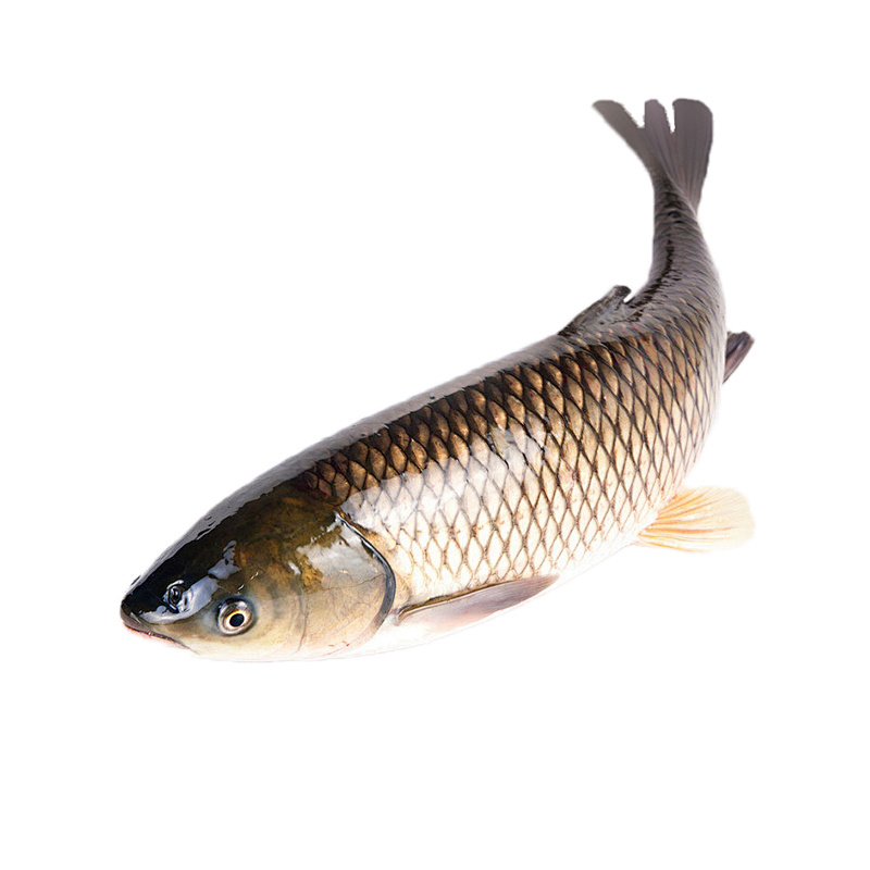 鲜活草鱼/条 约1200g（默认宰杀，处理要备注）