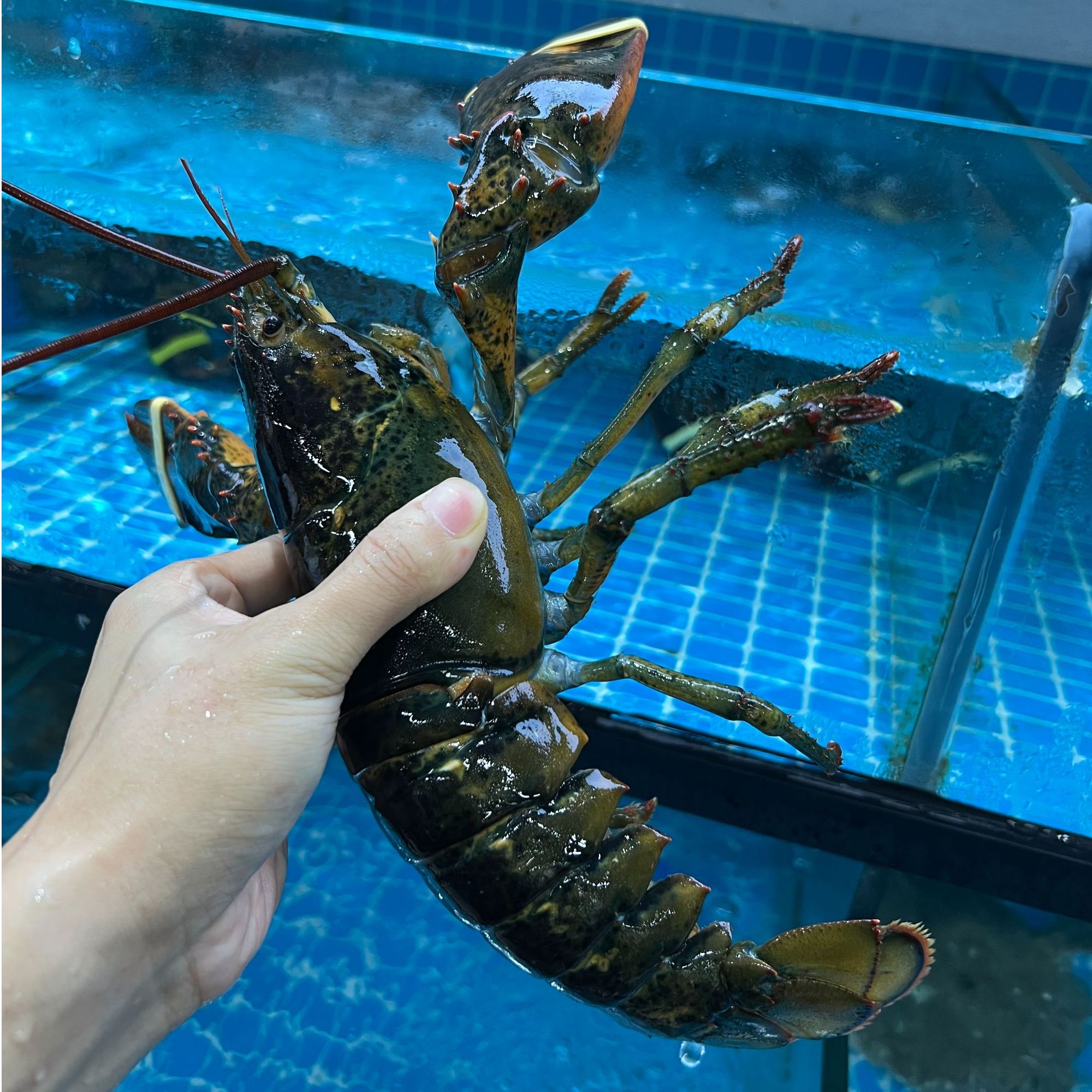 中波龙/个 约500g