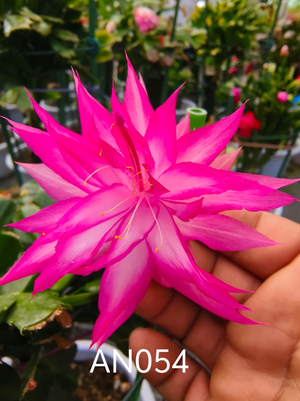 紫色嫁接重瓣蟹爪兰054（利兹）