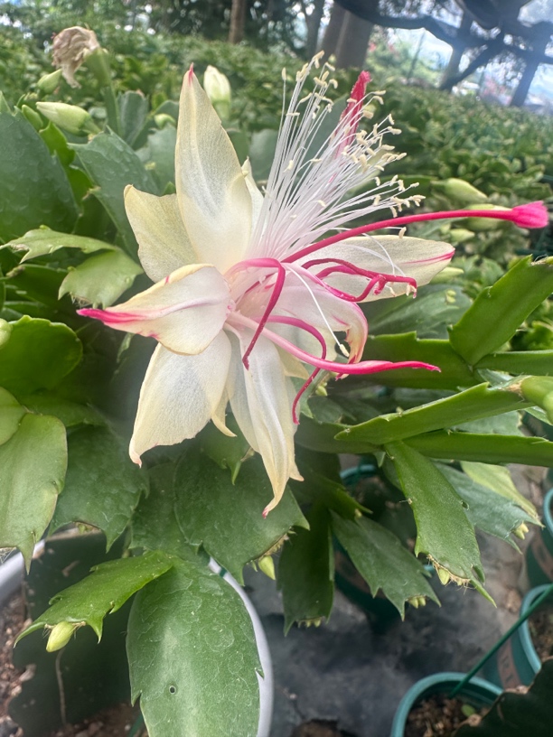 （雅丝）蟹爪兰盆栽带花苞室内观花绿植好养易活