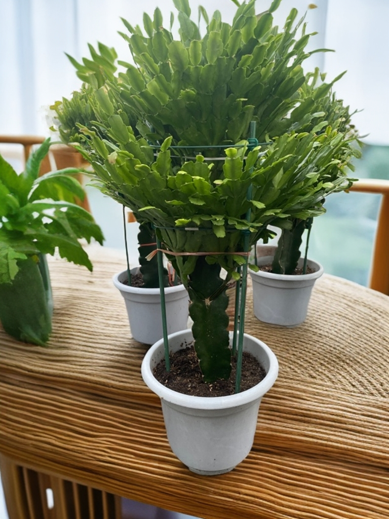 双层三角柱嫁接蟹爪兰(单色单瓣)