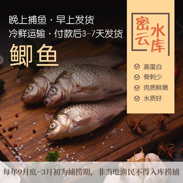 北京密云特产水库野生鲫鱼三斤装鲜鱼当日捕捞当日发货