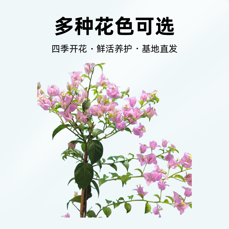 三角梅 88-98-108-118-128-138-198一物一拍  勤花    鲜活养护