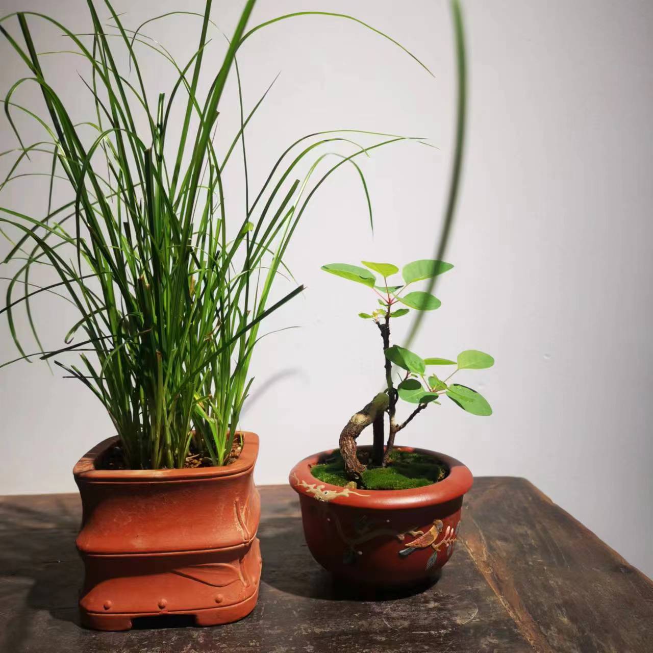 盆景02 红叶黄 盆景 熟 北方素材