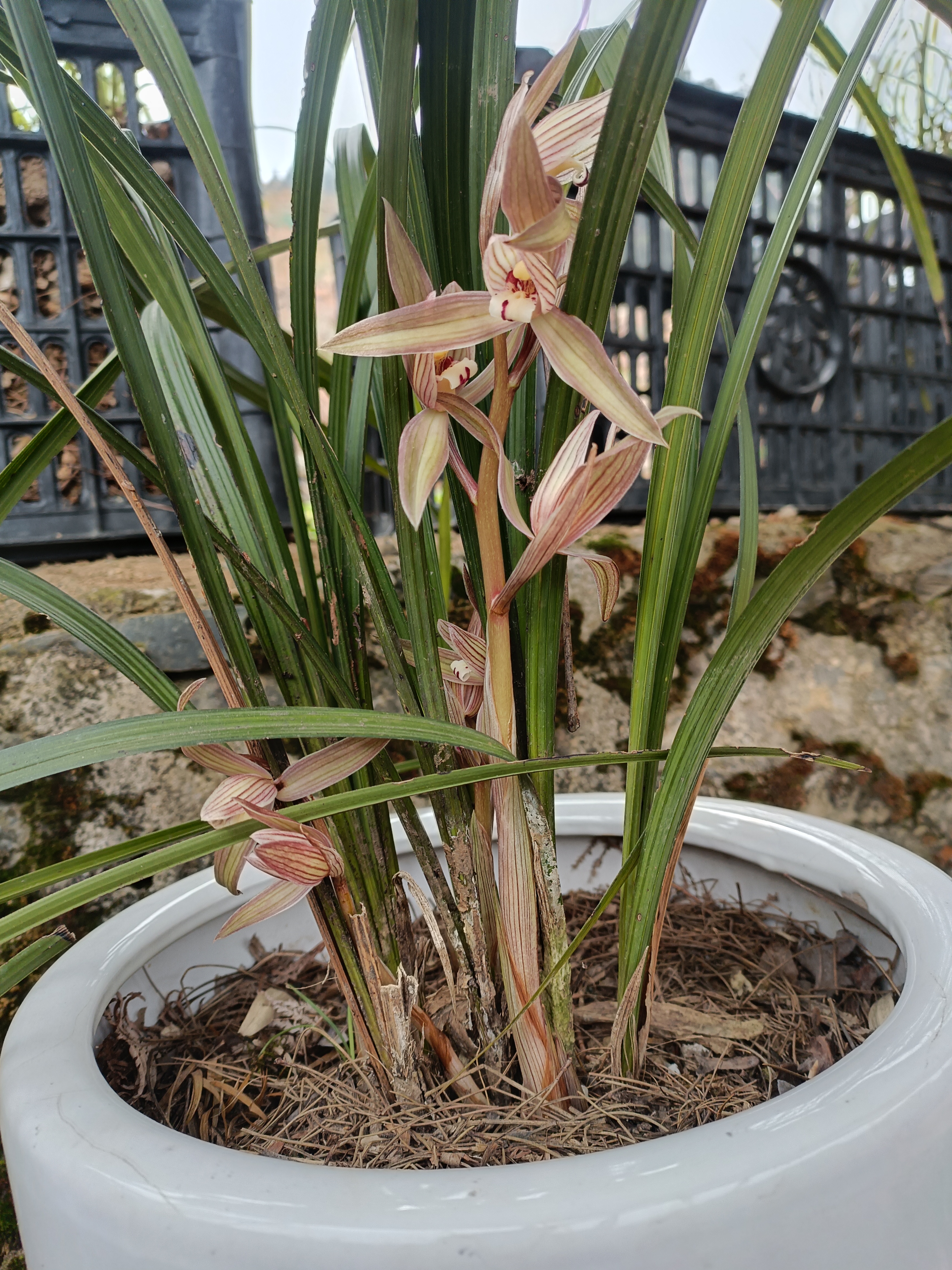 贵州本地红花春剑（直播专用链接）