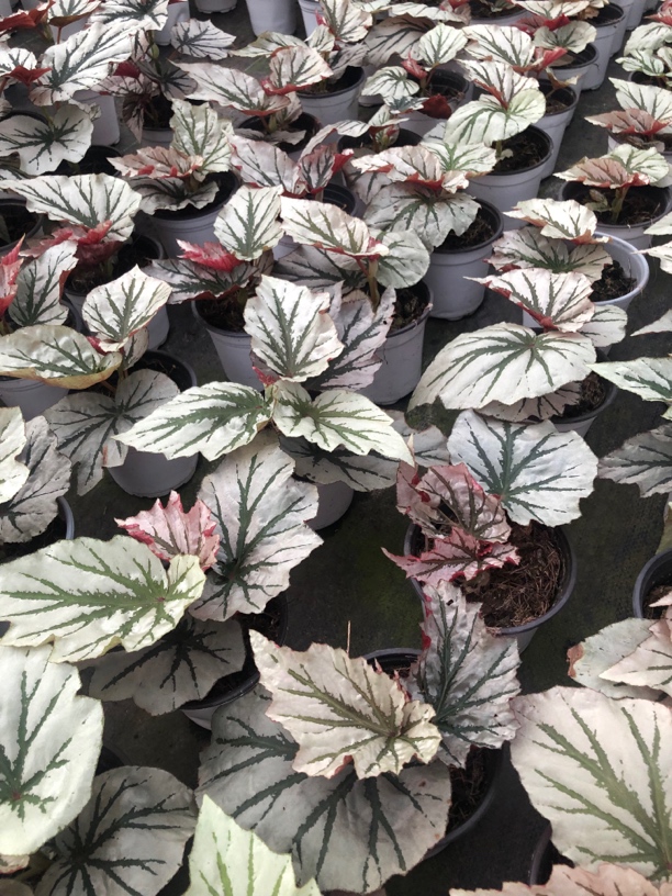 基地精品秋海棠 一物一拍 （补单勿拍）