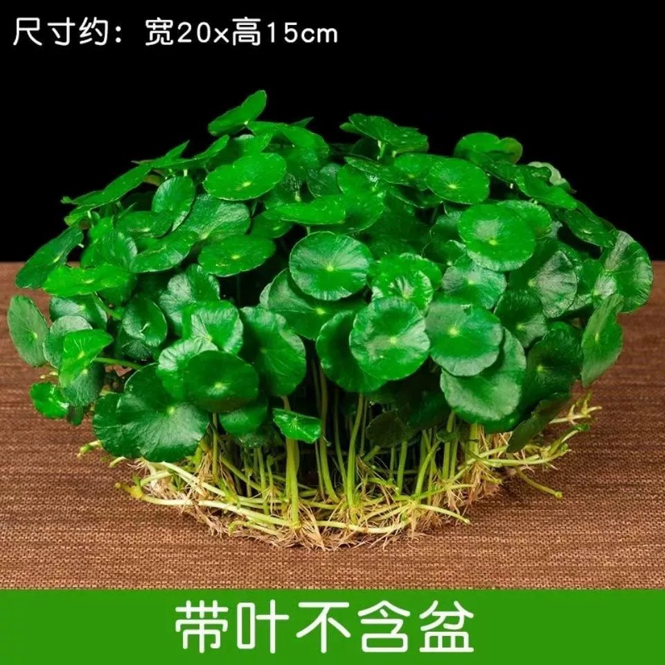 铜钱草水培盆栽室内室外花草招财金钱草绿植吸甲醛绿植四季好养活