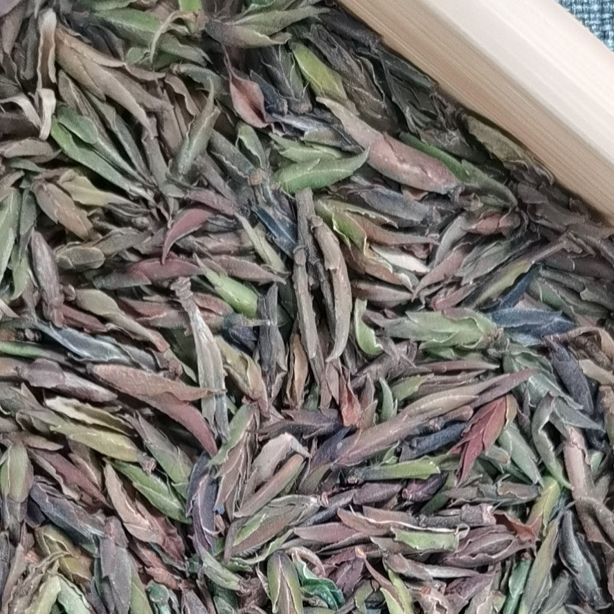 紫芽苞勐库大雪山古树 散茶生茶100克 原生态山头纯料普洱茶