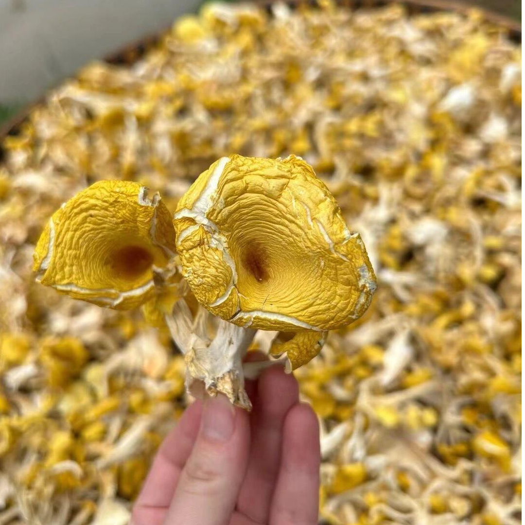 武陵山鸡油菌杏花菌黄丝菌榆黄蘑蘑菇菌子干货250g炖汤清甜可口
