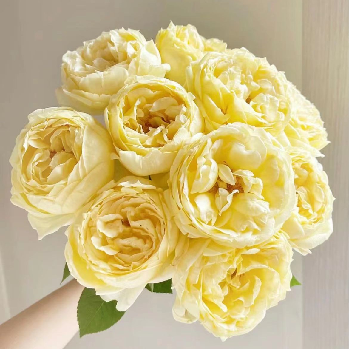 【陌上花开】金伊芙-单头玫瑰