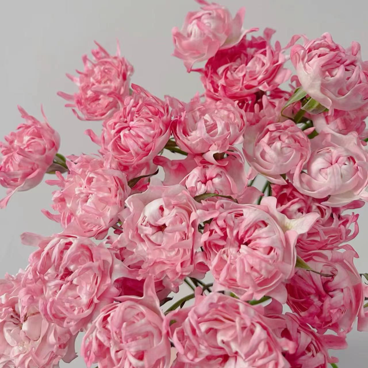 【陌上花开】风筝-多头玫瑰（注意：带包装醒花哦~）